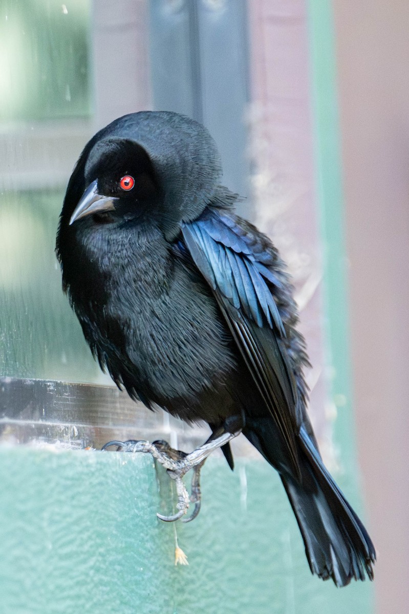 Bronzed Cowbird - ML638913519