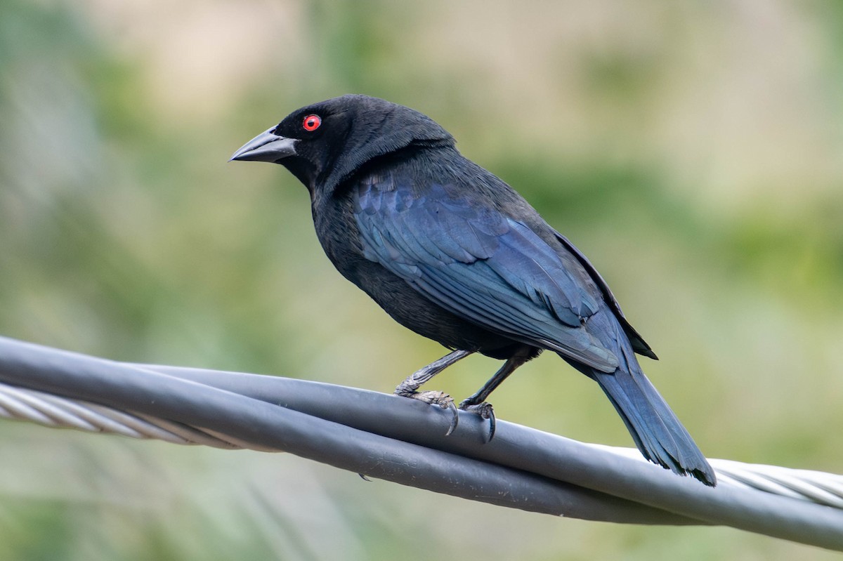 Bronzed Cowbird - ML638913527