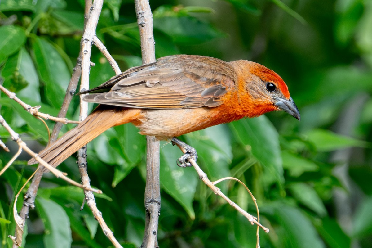 Hepatic Tanager - ML638913535