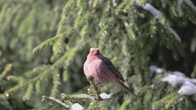 Chinese White-browed Rosefinch - ML638913540