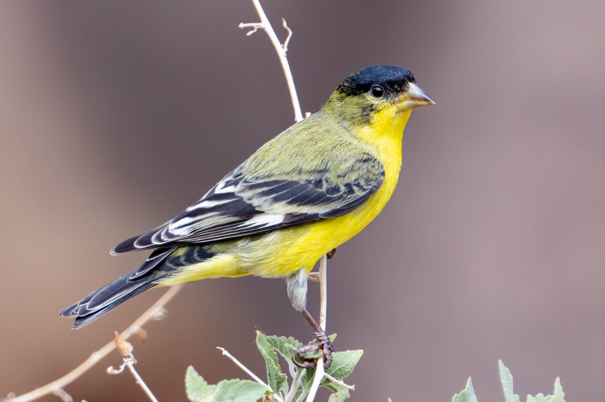 Lesser Goldfinch - ML638913544