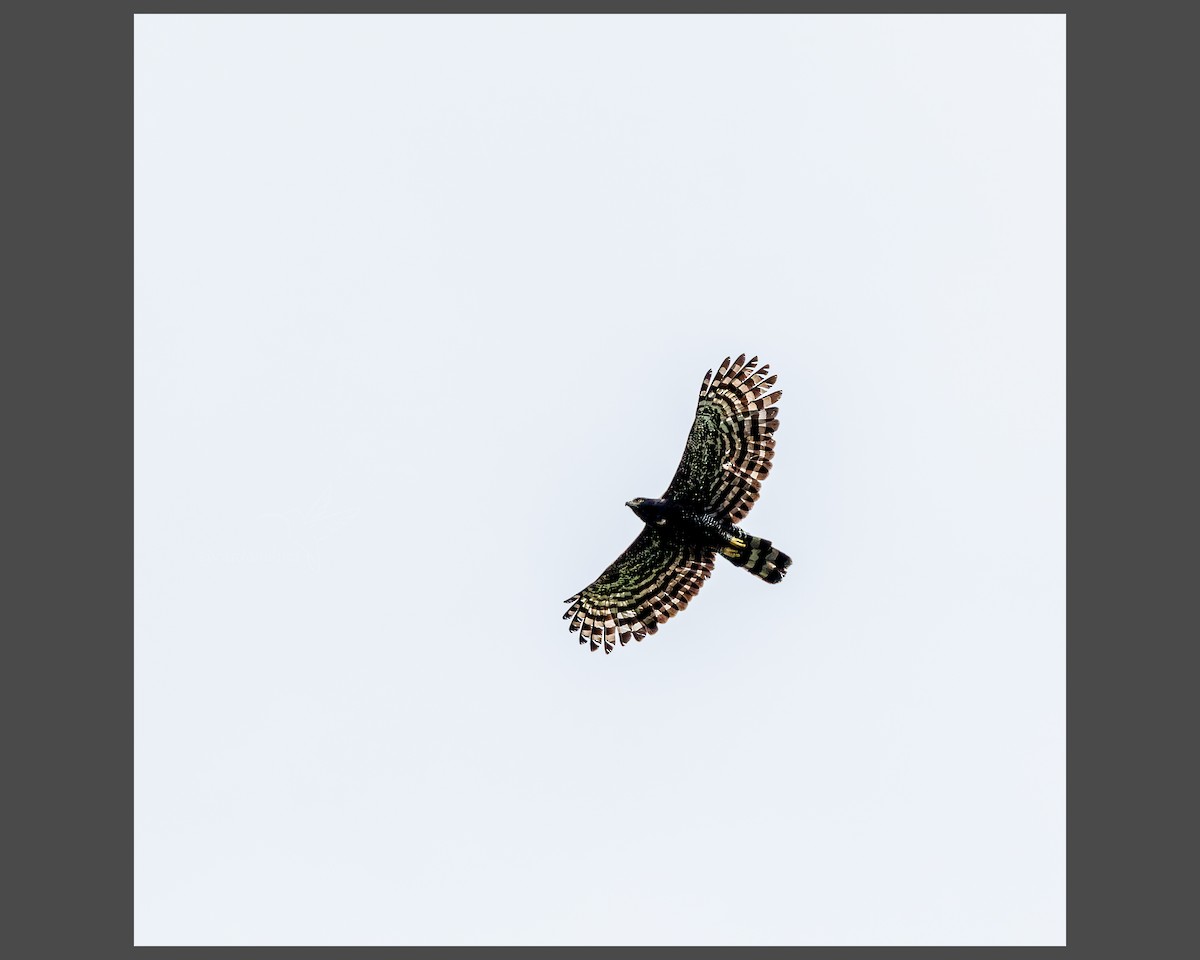 Black Hawk-Eagle - ML638913561