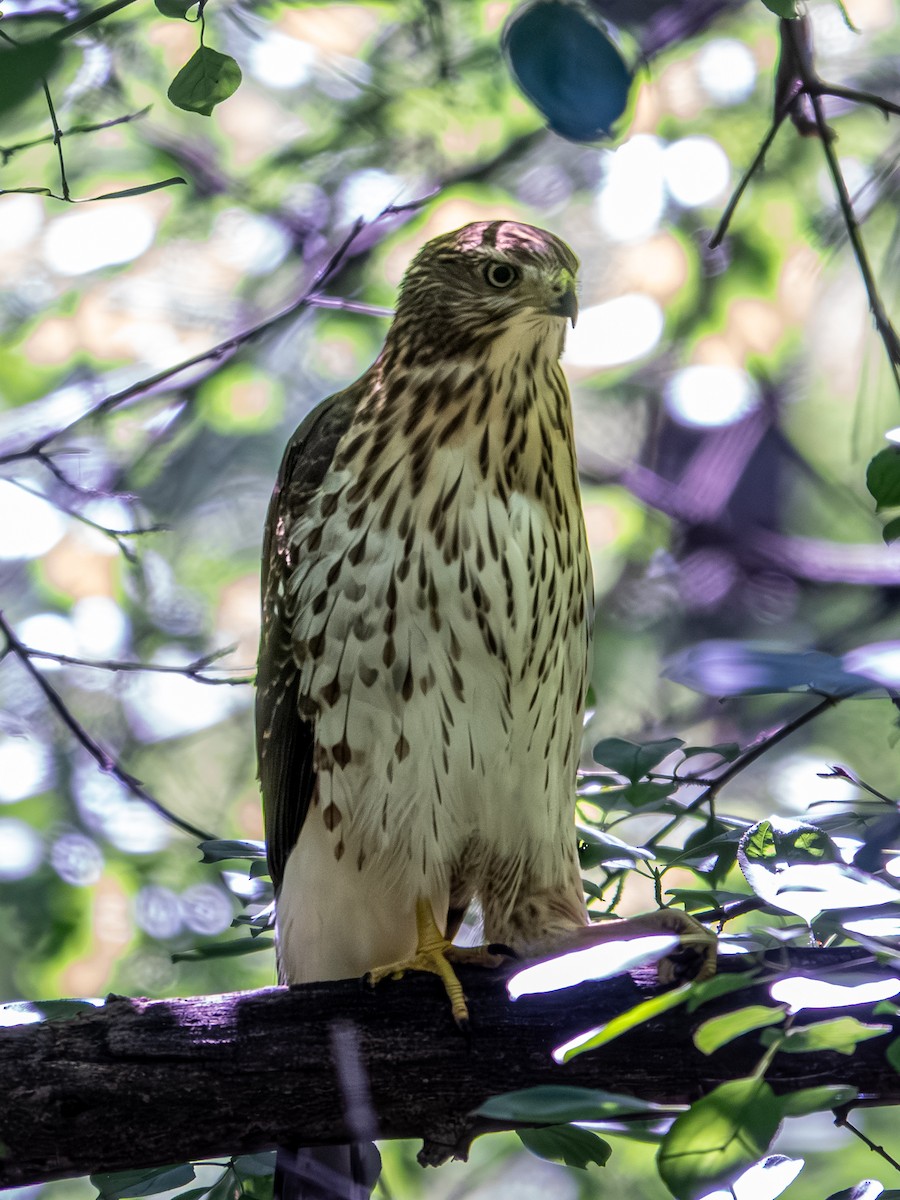 Cooper's Hawk - ML638913569