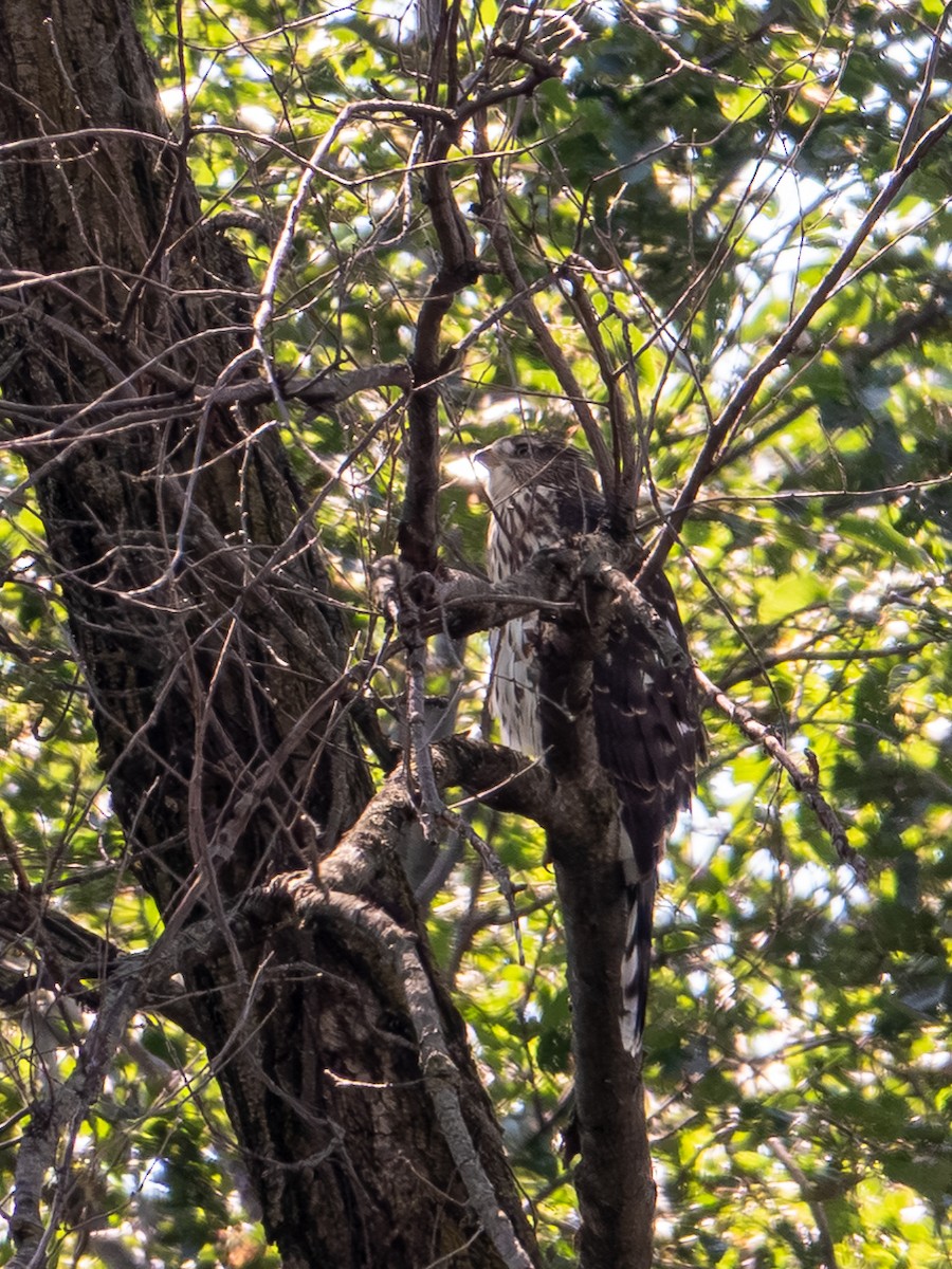 Cooper's Hawk - ML638913570