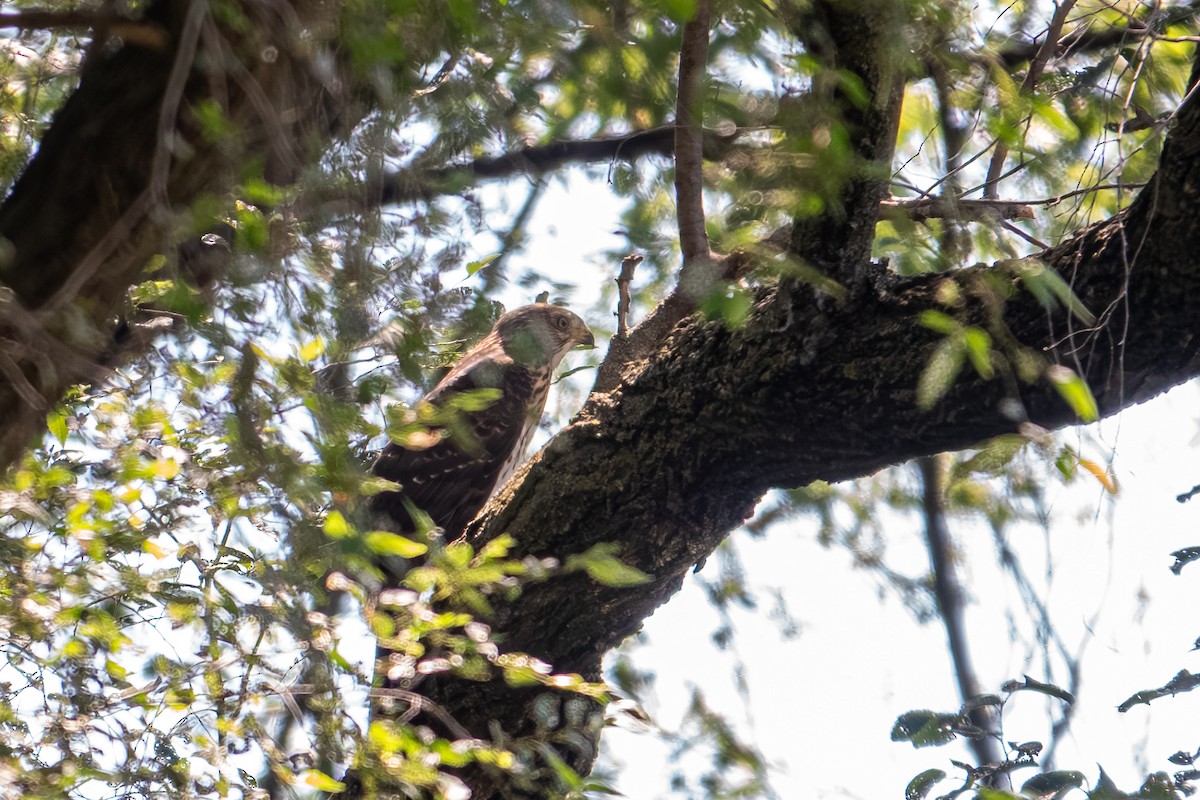 Cooper's Hawk - ML638913571