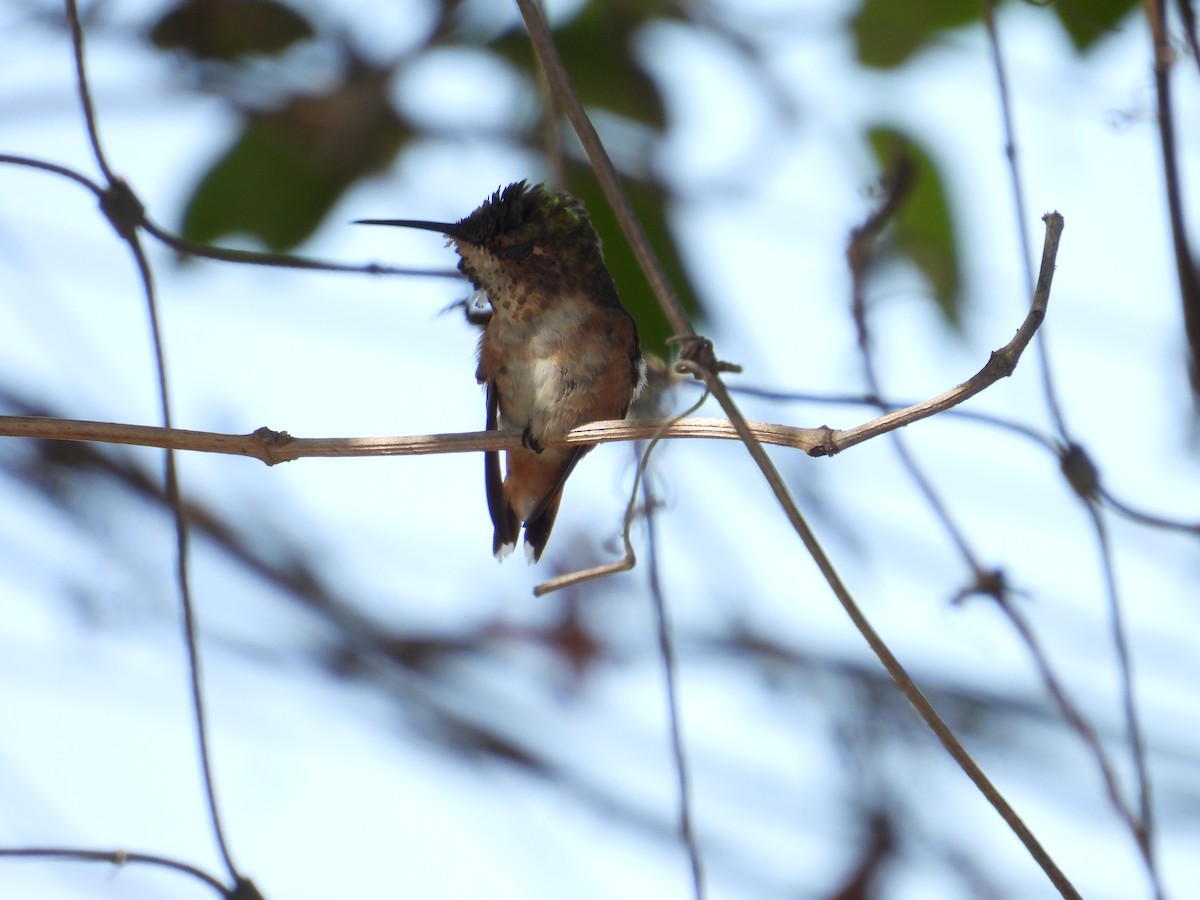 Allen's Hummingbird - ML638913572