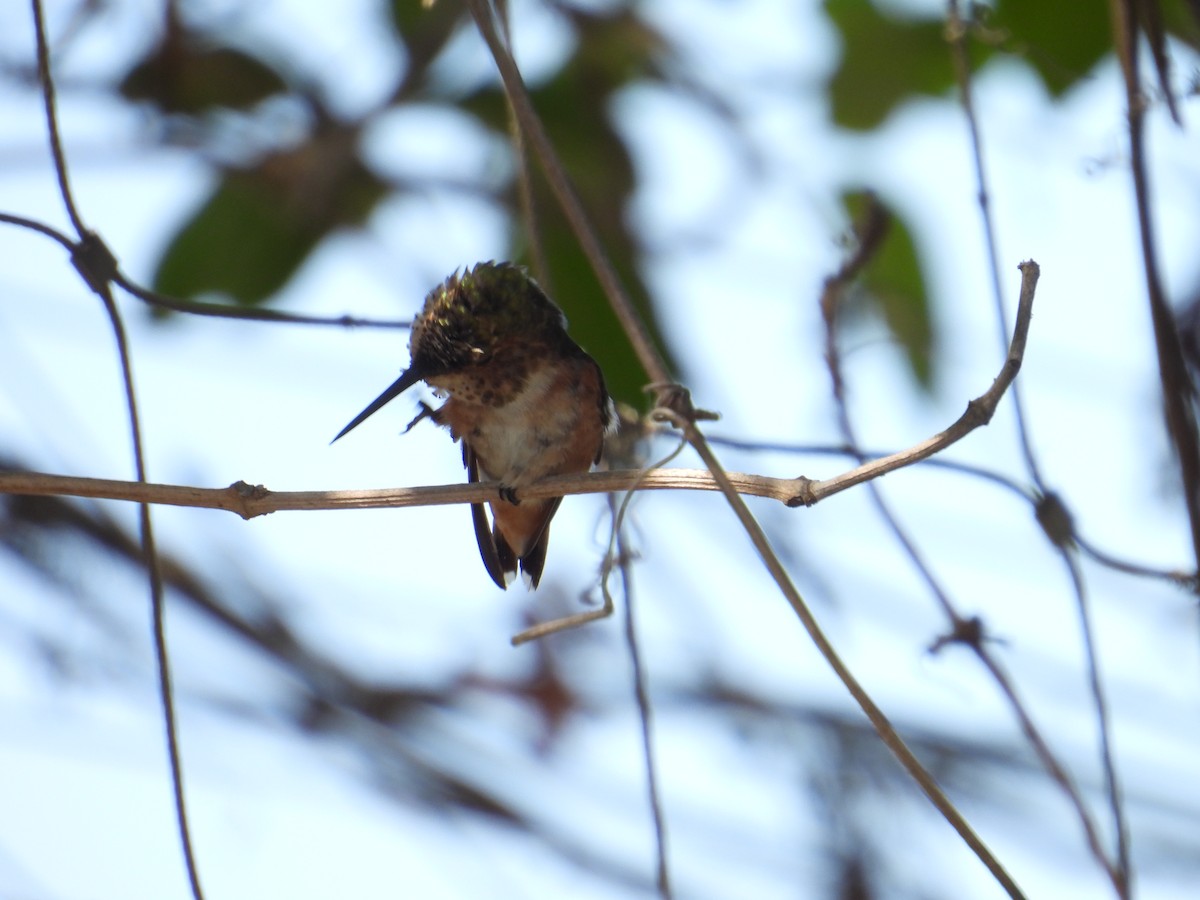 Allen's Hummingbird - ML638913573