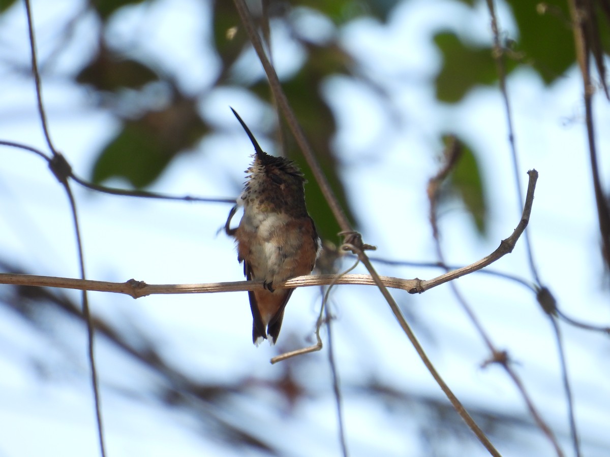 Allen's Hummingbird - ML638913574