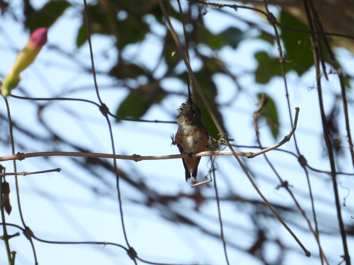 Allen's Hummingbird - ML638913577