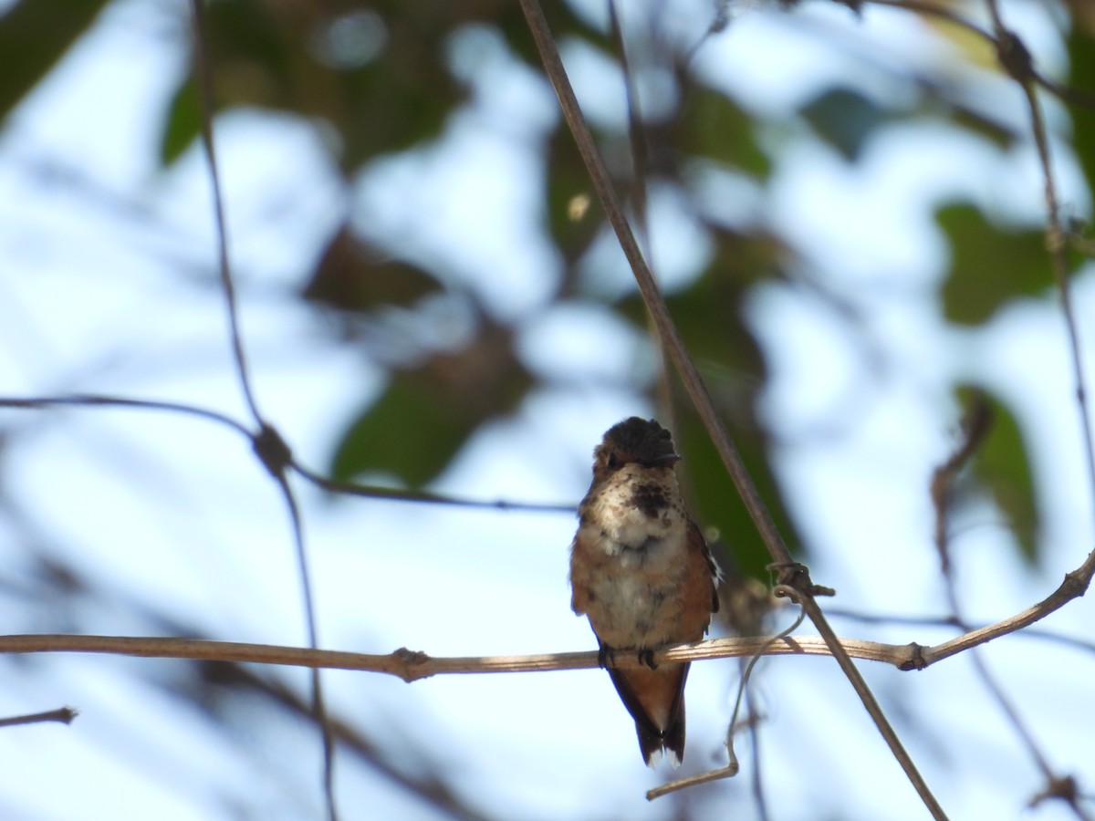 Allen's Hummingbird - ML638913579