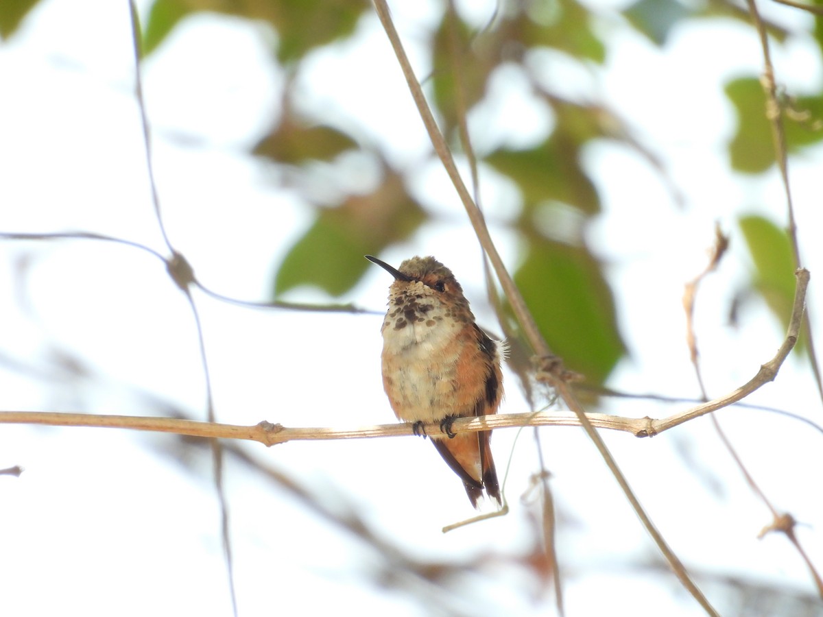 Allen's Hummingbird - ML638913582