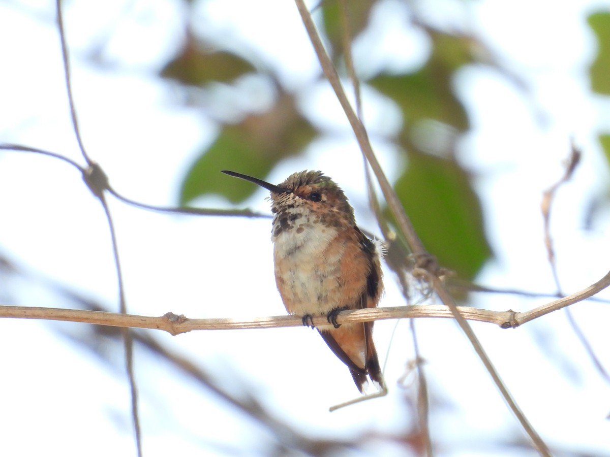 Allen's Hummingbird - ML638913583