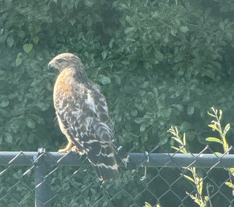 Red-shouldered Hawk - ML638913591