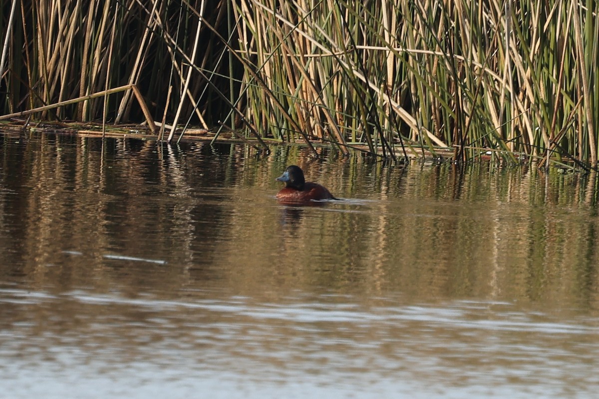 Lake Duck - ML638913594
