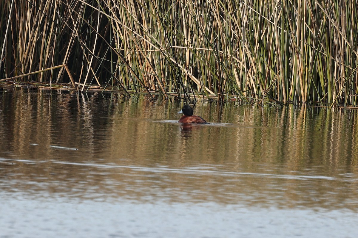 Lake Duck - ML638913595