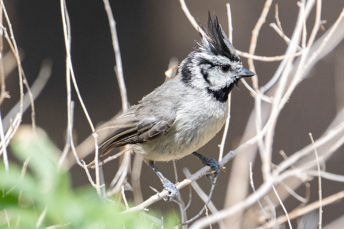 Bridled Titmouse - ML638913599