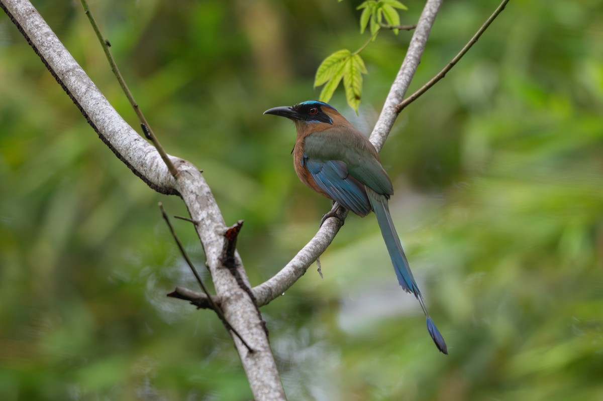 momot houkavý - ML638913633