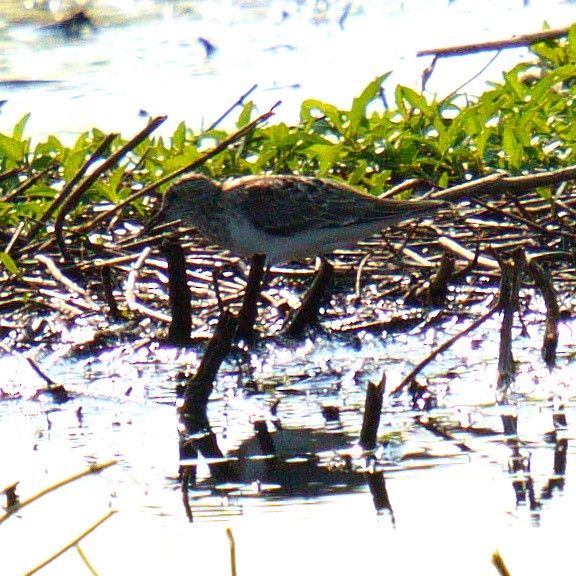 jespák šedý - ML638913635