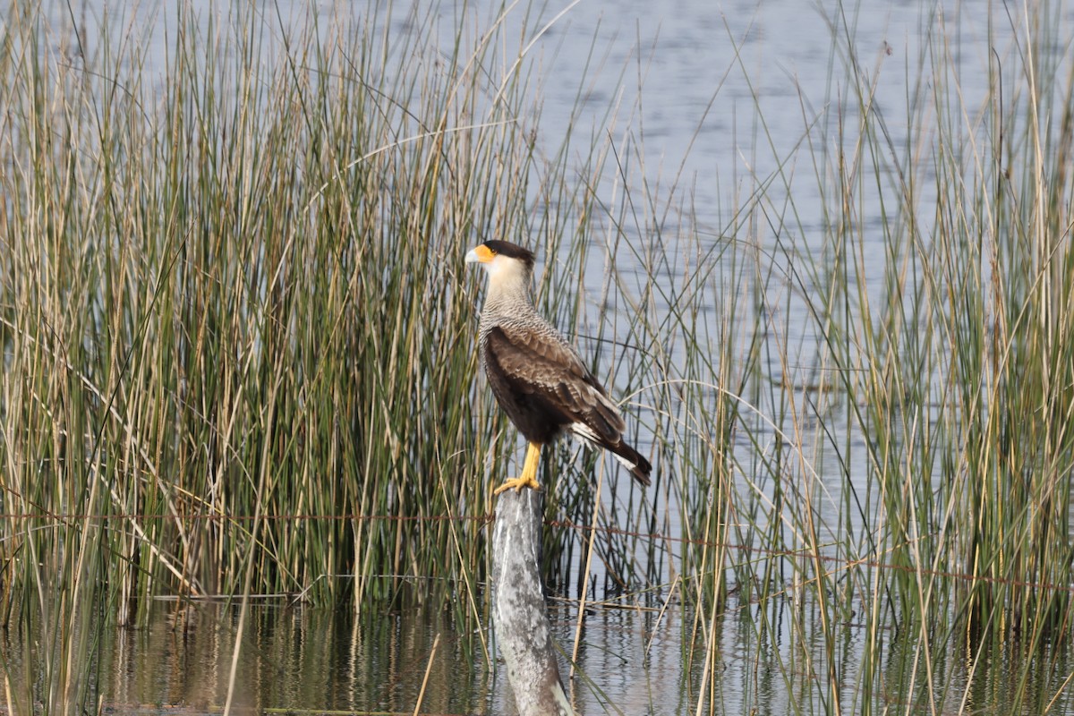 Crested Caracara (Southern) - ML638913636