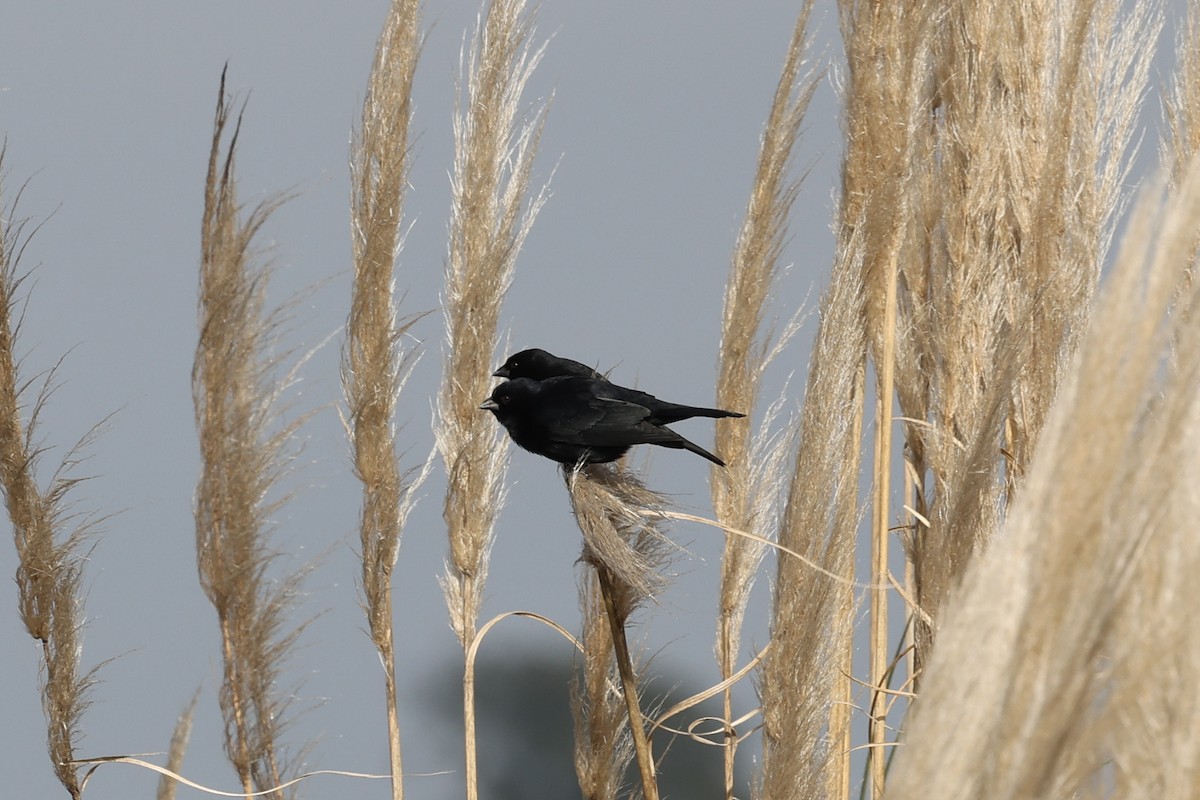 Screaming Cowbird - ML638913648