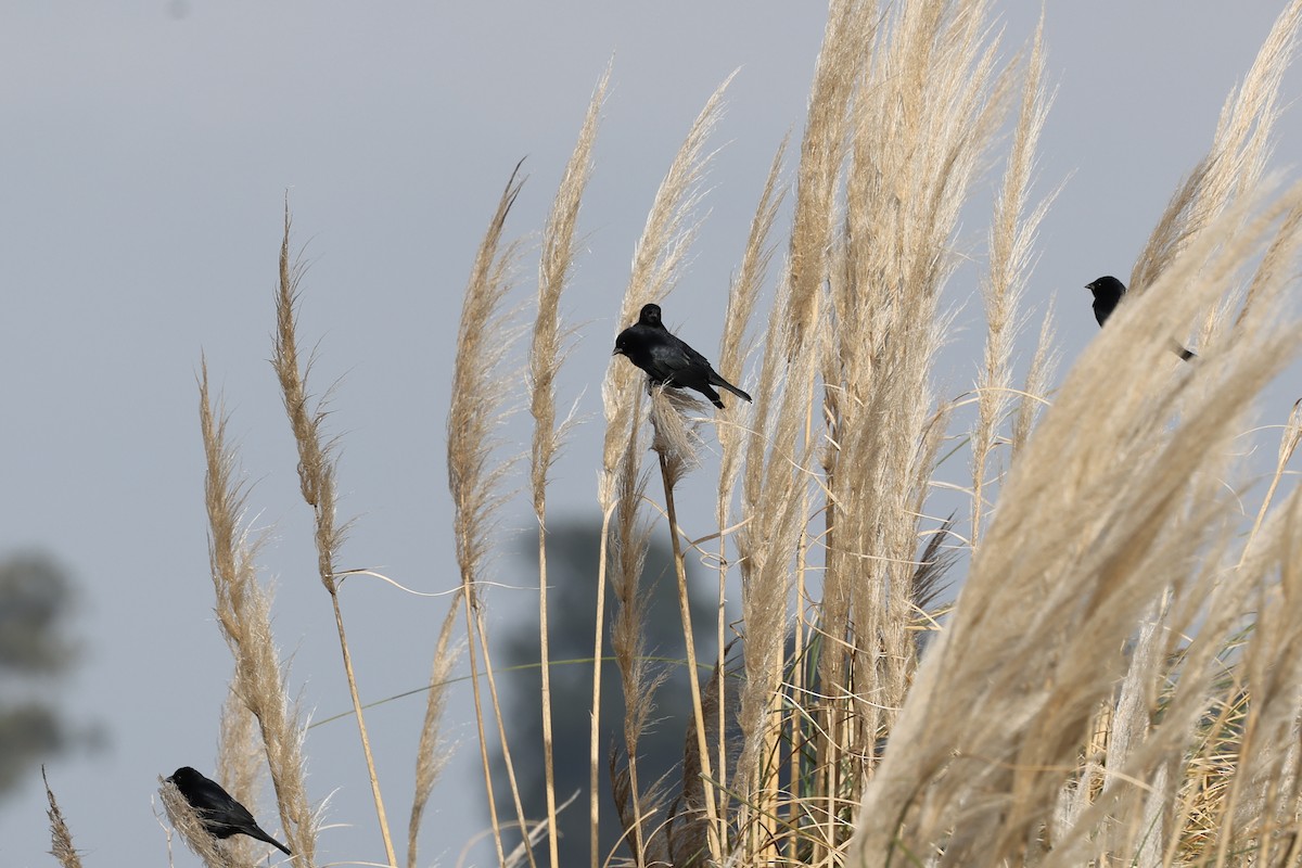 Screaming Cowbird - ML638913652