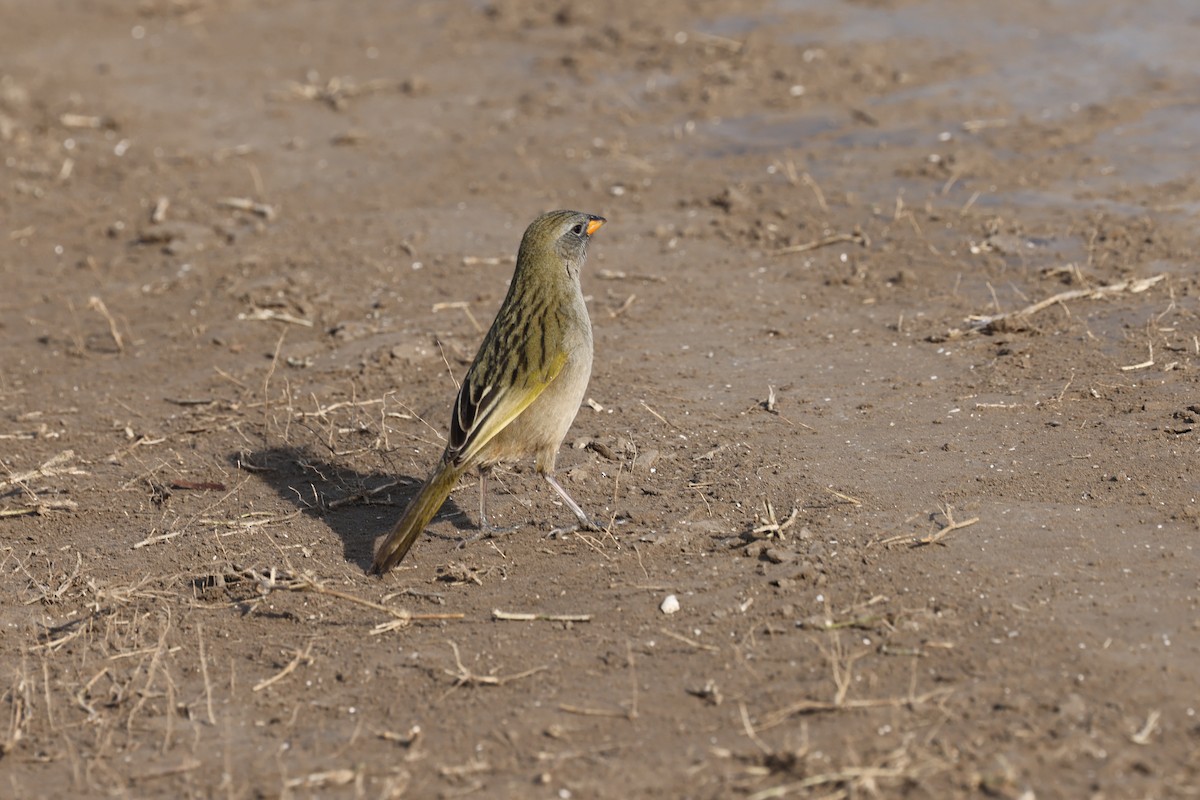 Great Pampa-Finch - ML638913659