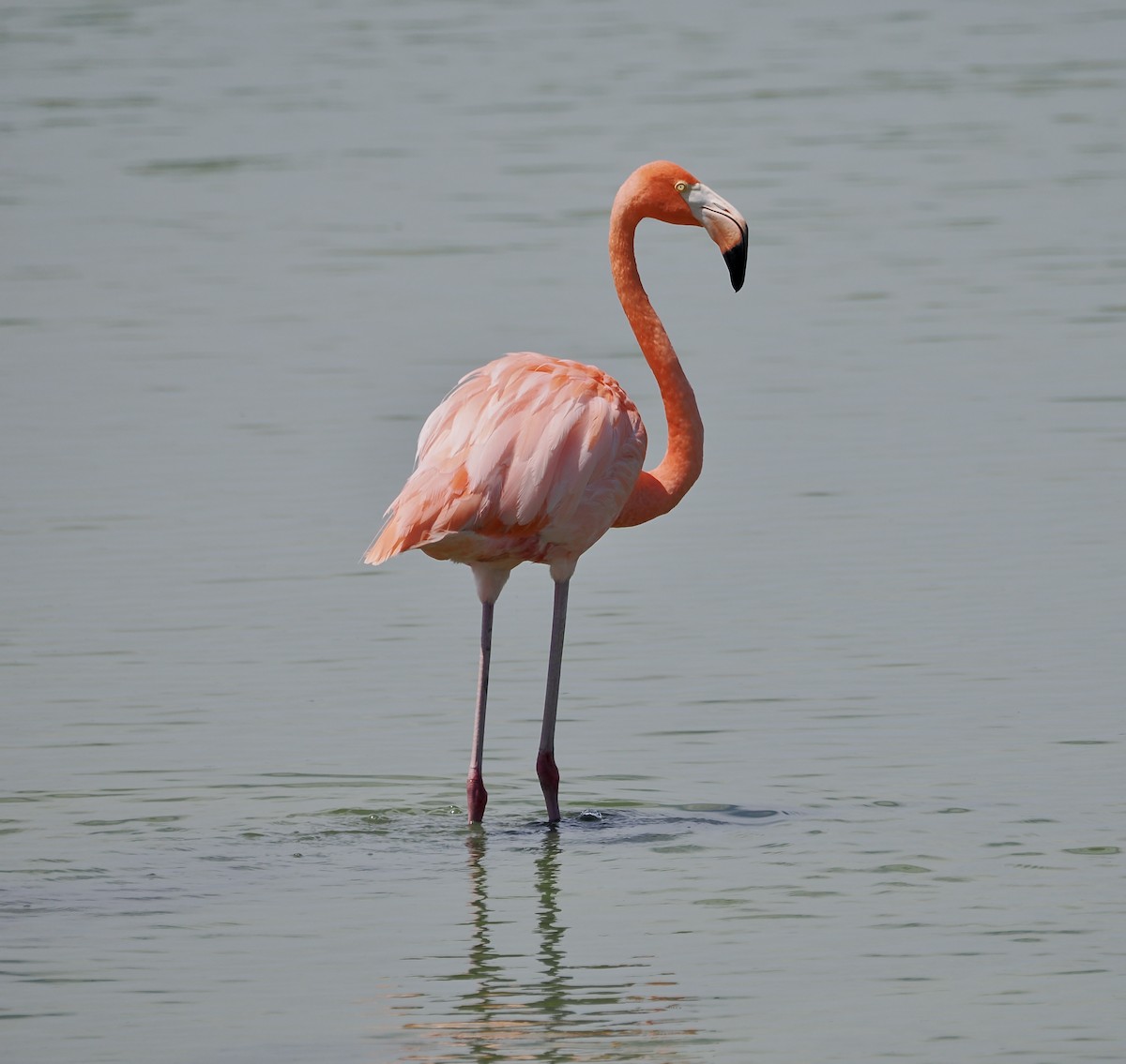 Amerika Flamingosu - ML638913662