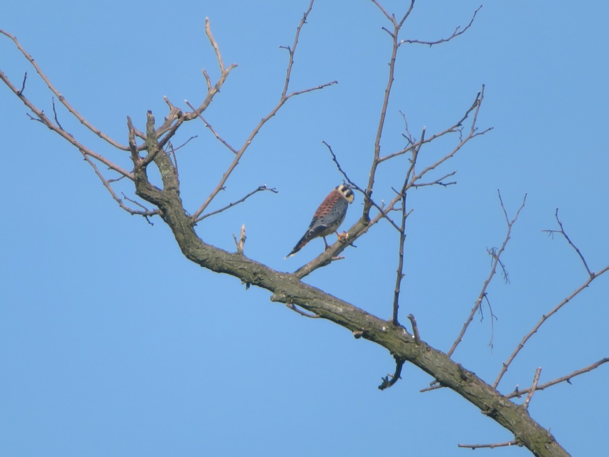 Buntfalke - ML638913665