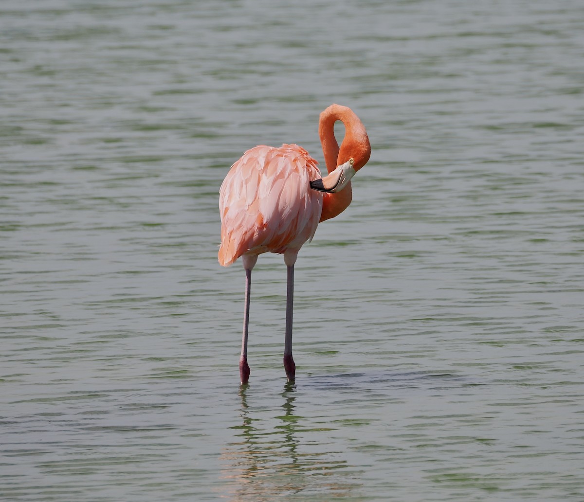 Amerika Flamingosu - ML638913675