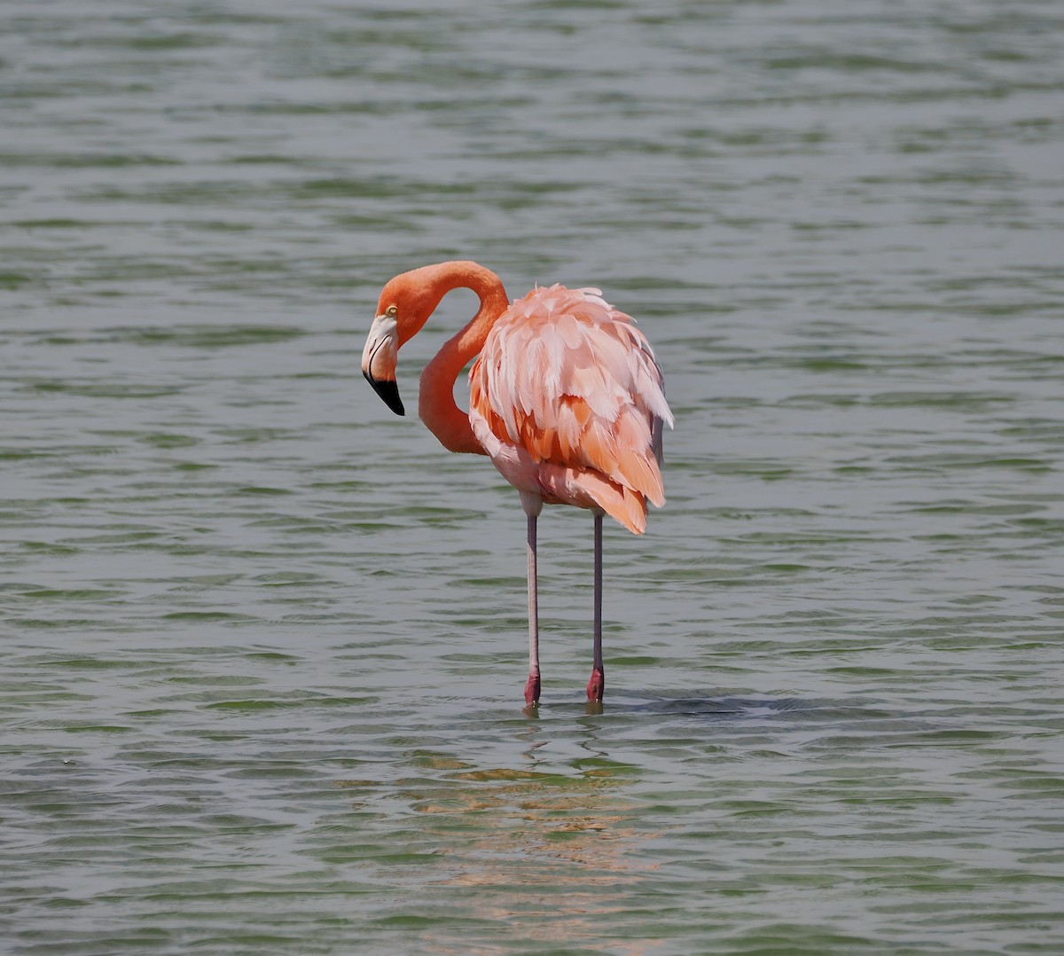 Amerika Flamingosu - ML638913677