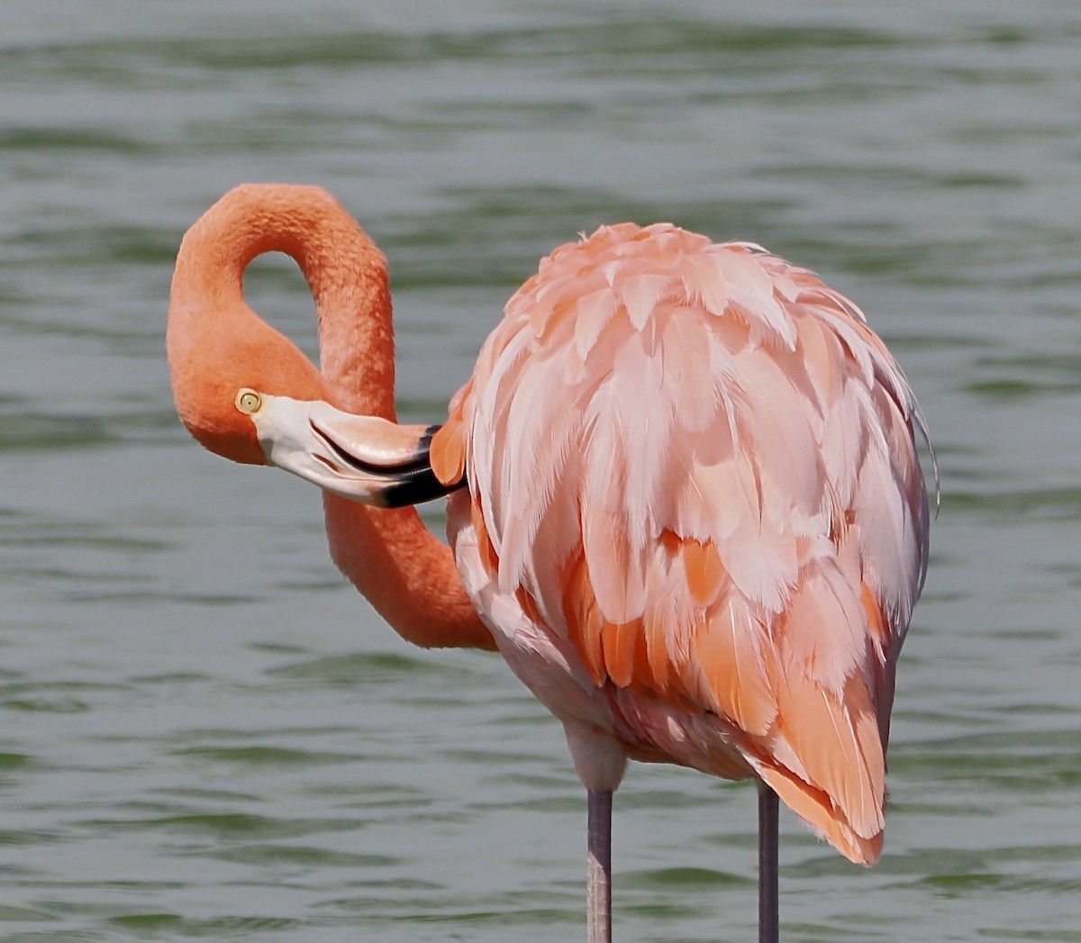 Amerika Flamingosu - ML638913681