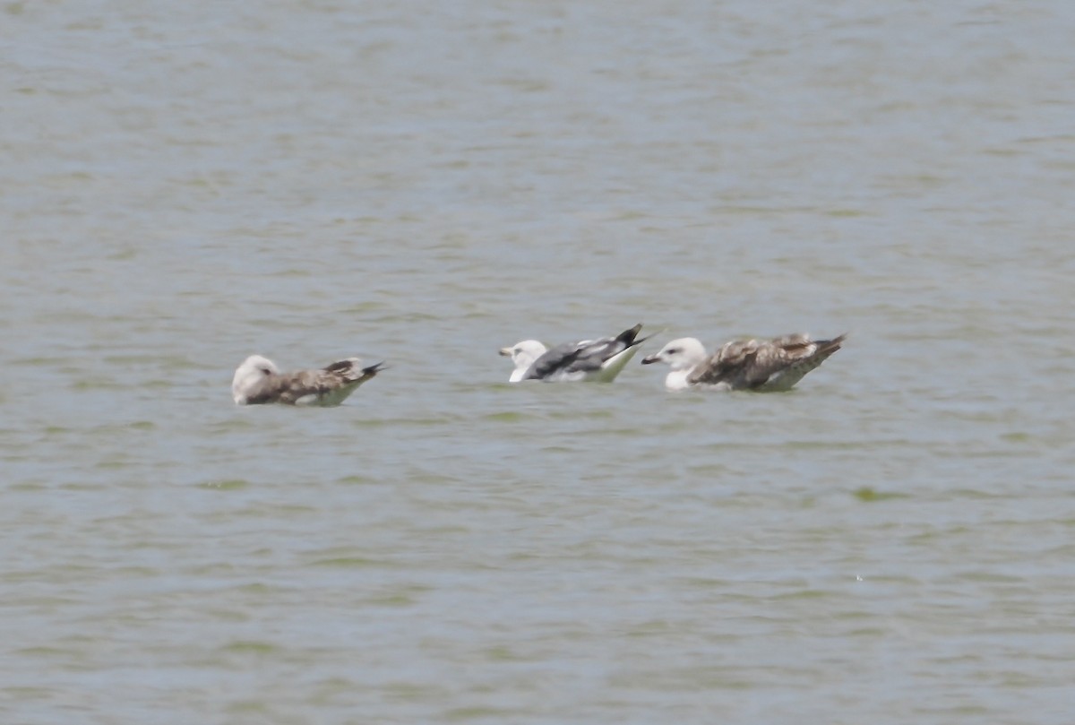 Gaviota Sombría - ML638913762