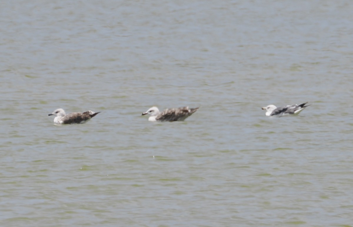 Gaviota Sombría - ML638913769