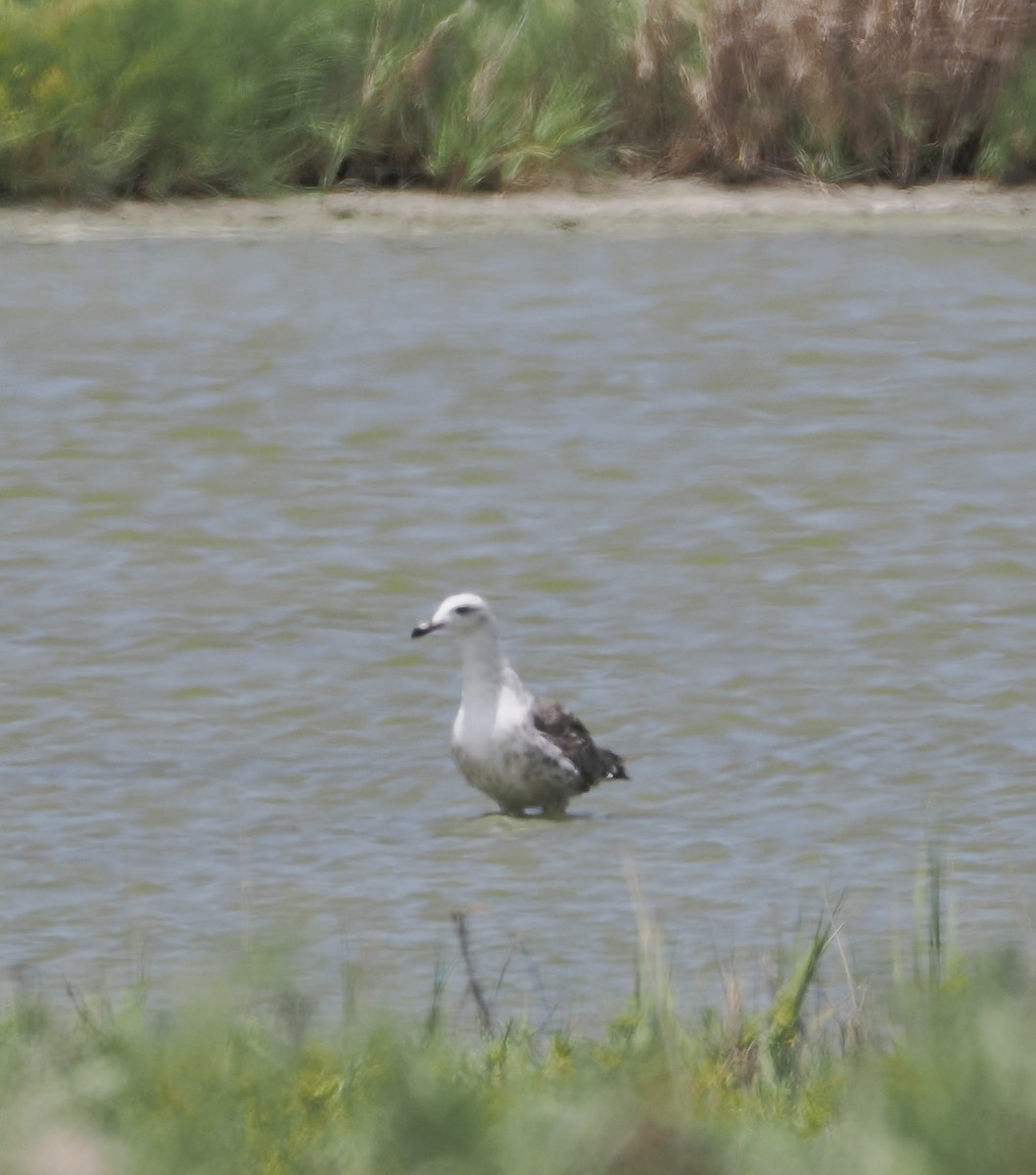 Gaviota Sombría - ML638913773