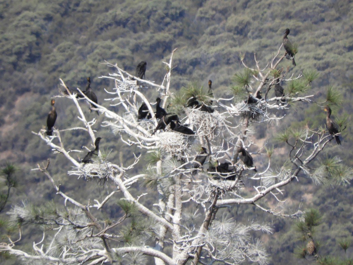 Double-crested Cormorant - ML638913777