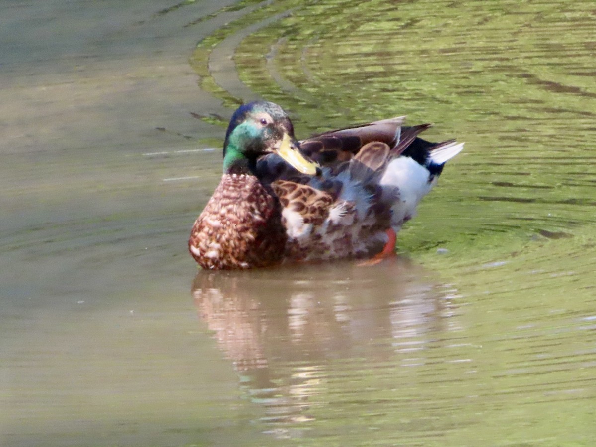 Mallard - ML638913814