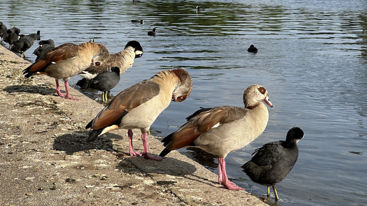 Egyptian Goose - ML638913906