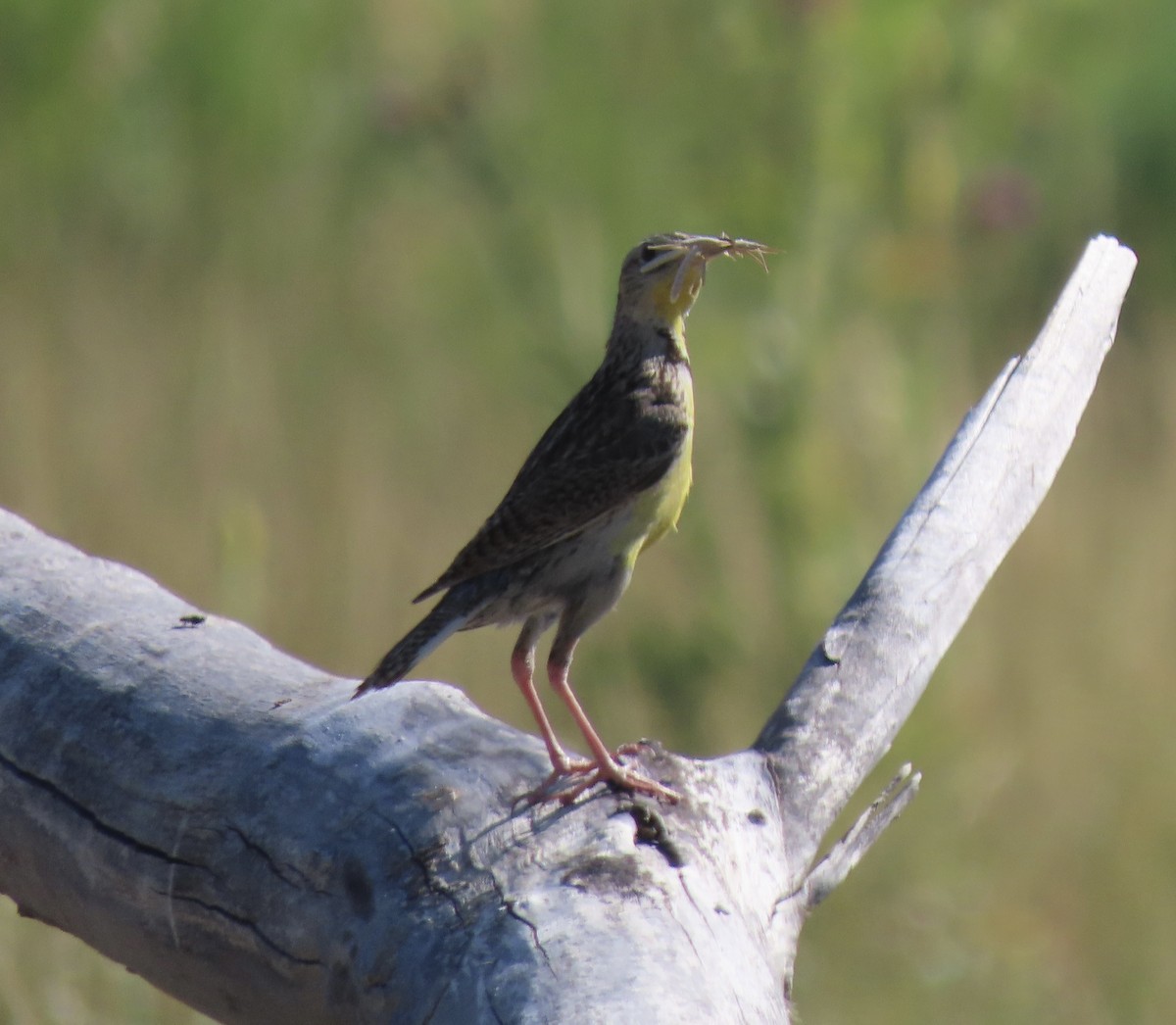 Western Meadowlark - ML638913907