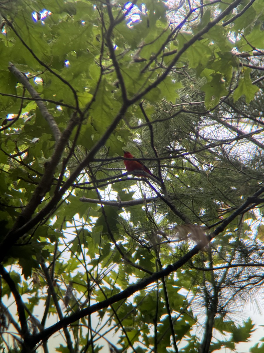Scarlet Tanager - ML638913922