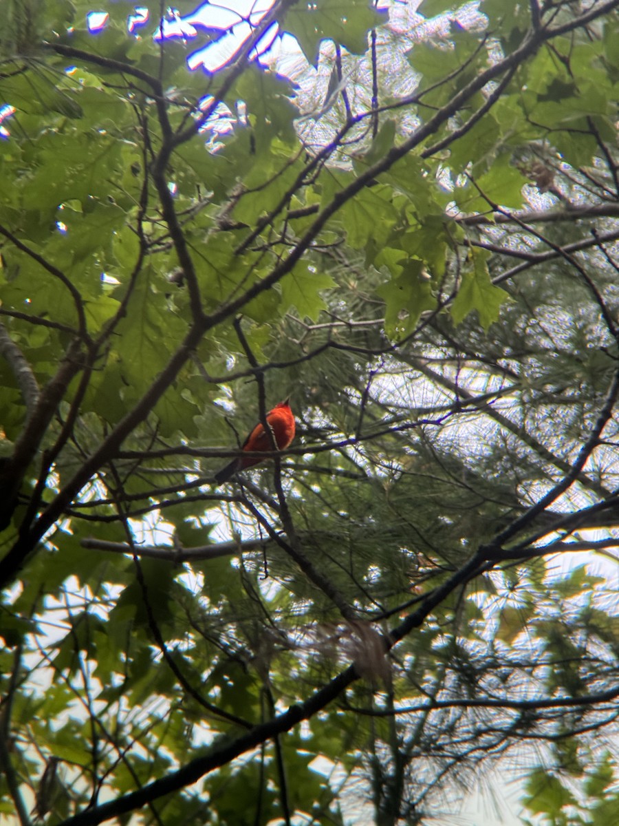 Scarlet Tanager - ML638913923