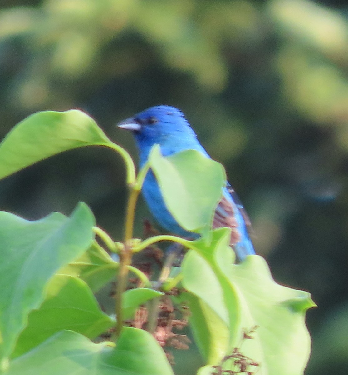 Indigo Bunting - ML638913924