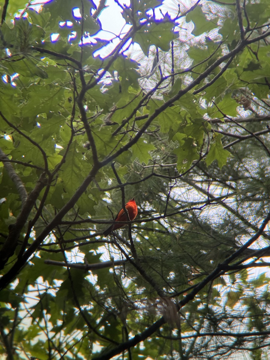 Scarlet Tanager - ML638913925