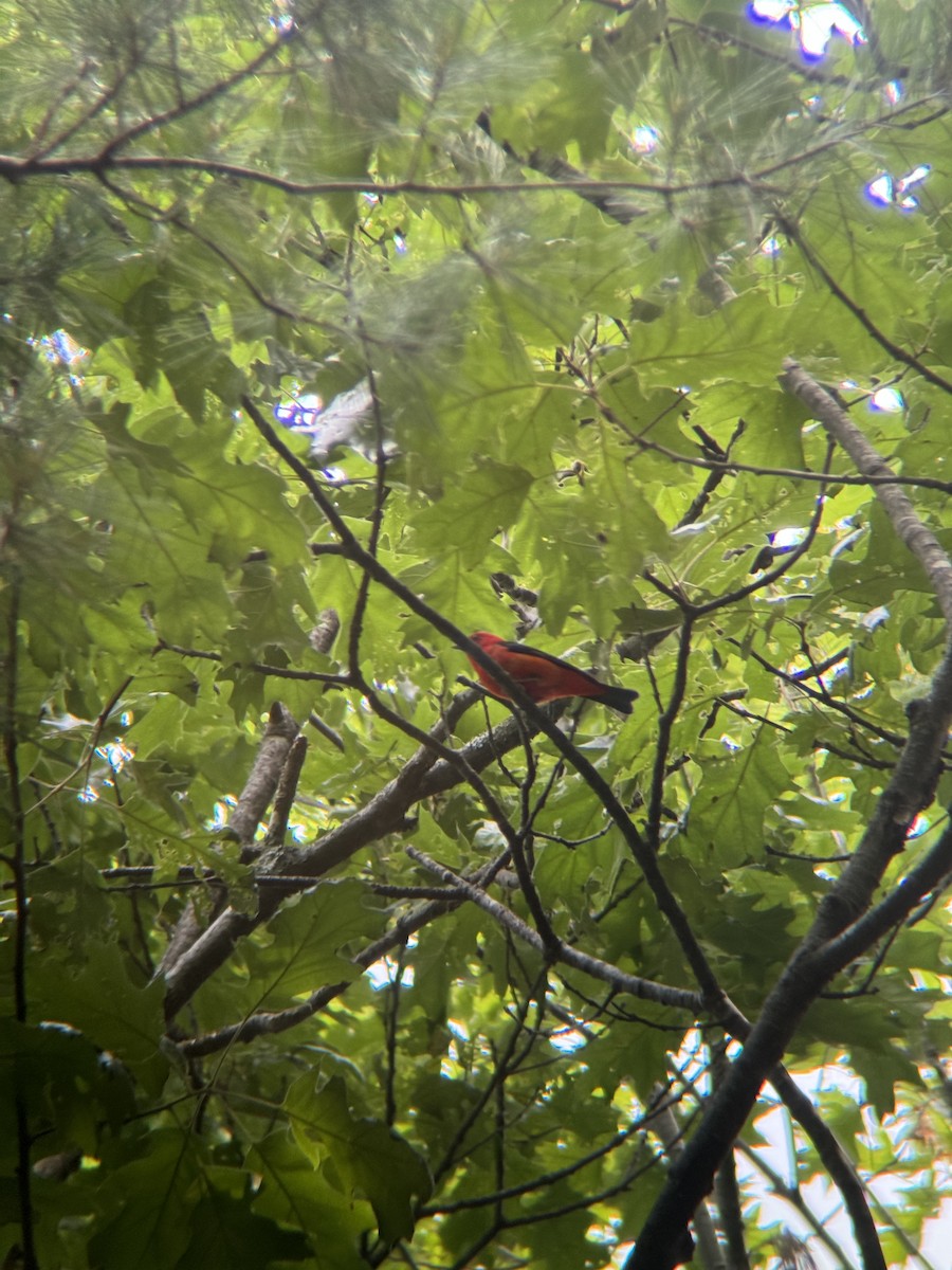 Scarlet Tanager - ML638913926