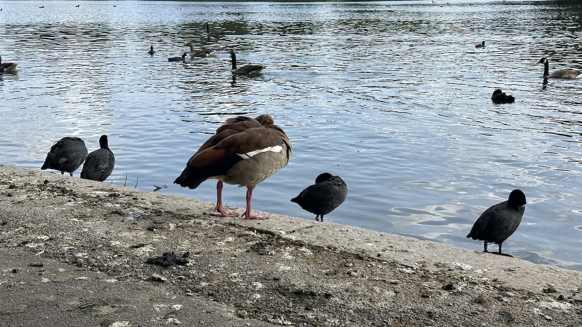 Eurasian Coot - ML638913936