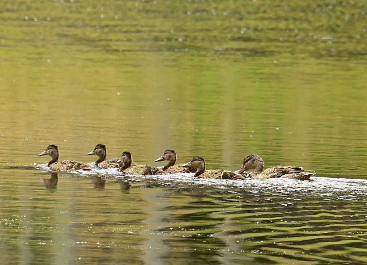 Mallard - ML638913938