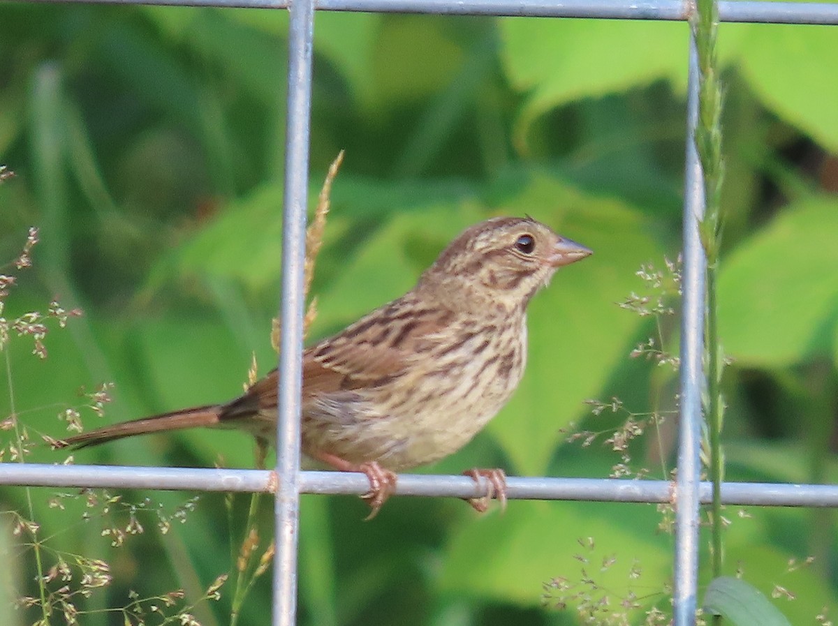 Song Sparrow - ML638913959
