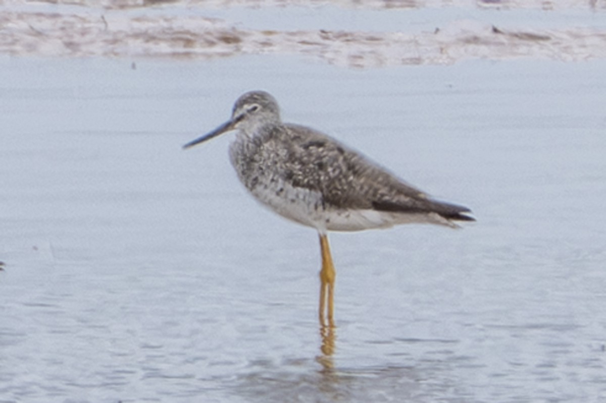 Greater Yellowlegs - ML638913971