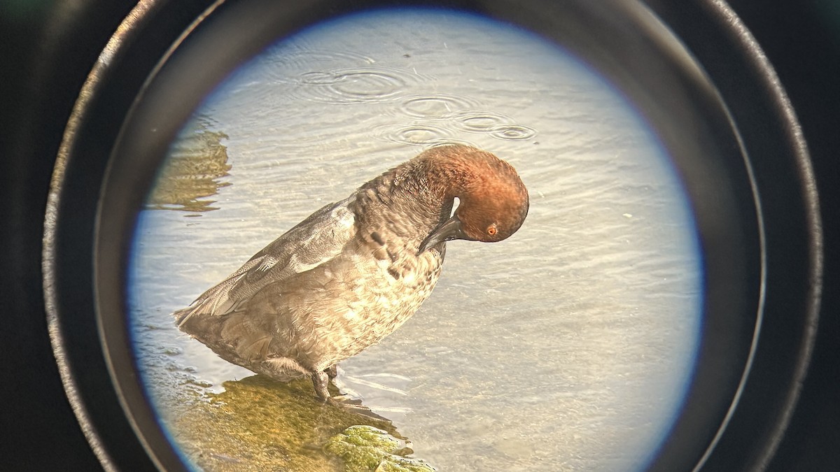 Common Pochard - ML638913979