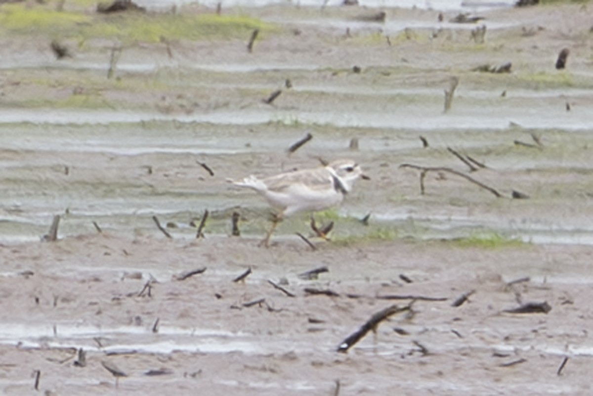 Piping Plover - ML638913982