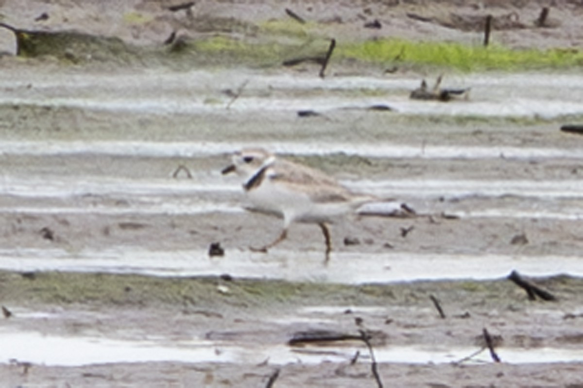 Piping Plover - ML638913984